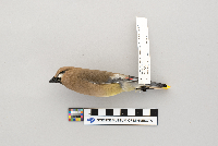 Bombycilla cedrorum image