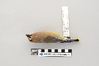 Bombycilla cedrorum image
