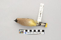 Bombycilla cedrorum image