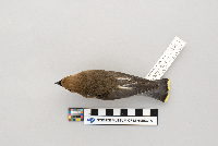 thumbnail image of current specimen