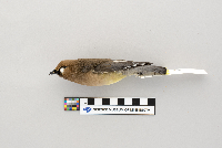 thumbnail image of current specimen