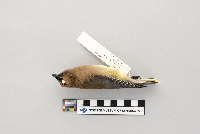 thumbnail image of current specimen