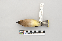 thumbnail image of current specimen