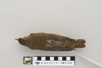 Catharus minimus image