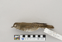 Catharus minimus image