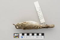 Catharus minimus image