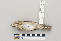 Catharus minimus image
