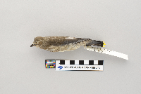 Thumbnail image of current specimen