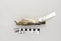 Thumbnail image of current specimen