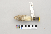 Thumbnail image of current specimen