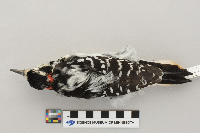 Picoides villosus image