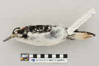 Picoides villosus image