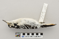 Picoides villosus image