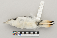 Picoides villosus image