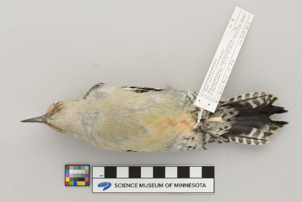 Melanerpes carolinus image