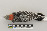 Melanerpes carolinus image