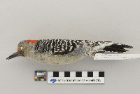 Melanerpes carolinus image