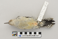 Melanerpes carolinus image