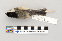 Poecile atricapillus image