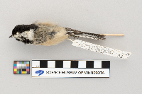 Poecile atricapillus image