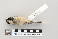 Poecile atricapillus image