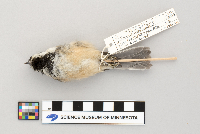 Poecile atricapillus image