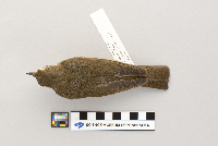 Catharus ustulatus image