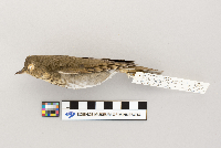 Catharus ustulatus image