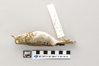 Catharus ustulatus image