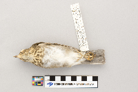 Catharus ustulatus image