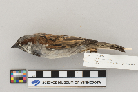 Passer domesticus image