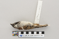 Passer domesticus image