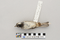 Passer domesticus image