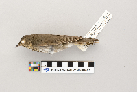 Catharus ustulatus image