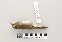 Catharus ustulatus image