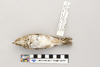 Catharus ustulatus image