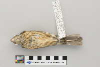 Pheucticus ludovicianus image