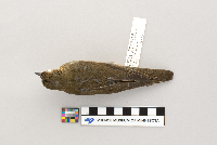 Catharus ustulatus image