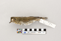 Catharus ustulatus image