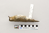 Catharus ustulatus image