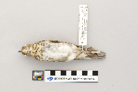 Catharus ustulatus image