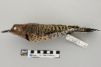 Thumbnail image of current specimen