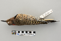 Thumbnail image of current specimen