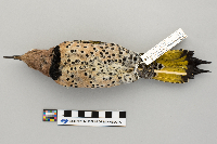 Thumbnail image of current specimen