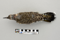 Thumbnail image of current specimen