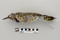 Thumbnail image of current specimen