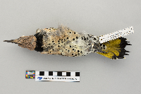 Thumbnail image of current specimen