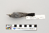 Polioptila caerulea image