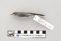 Polioptila caerulea image