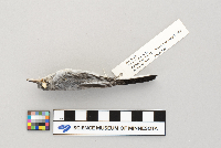 Polioptila caerulea image